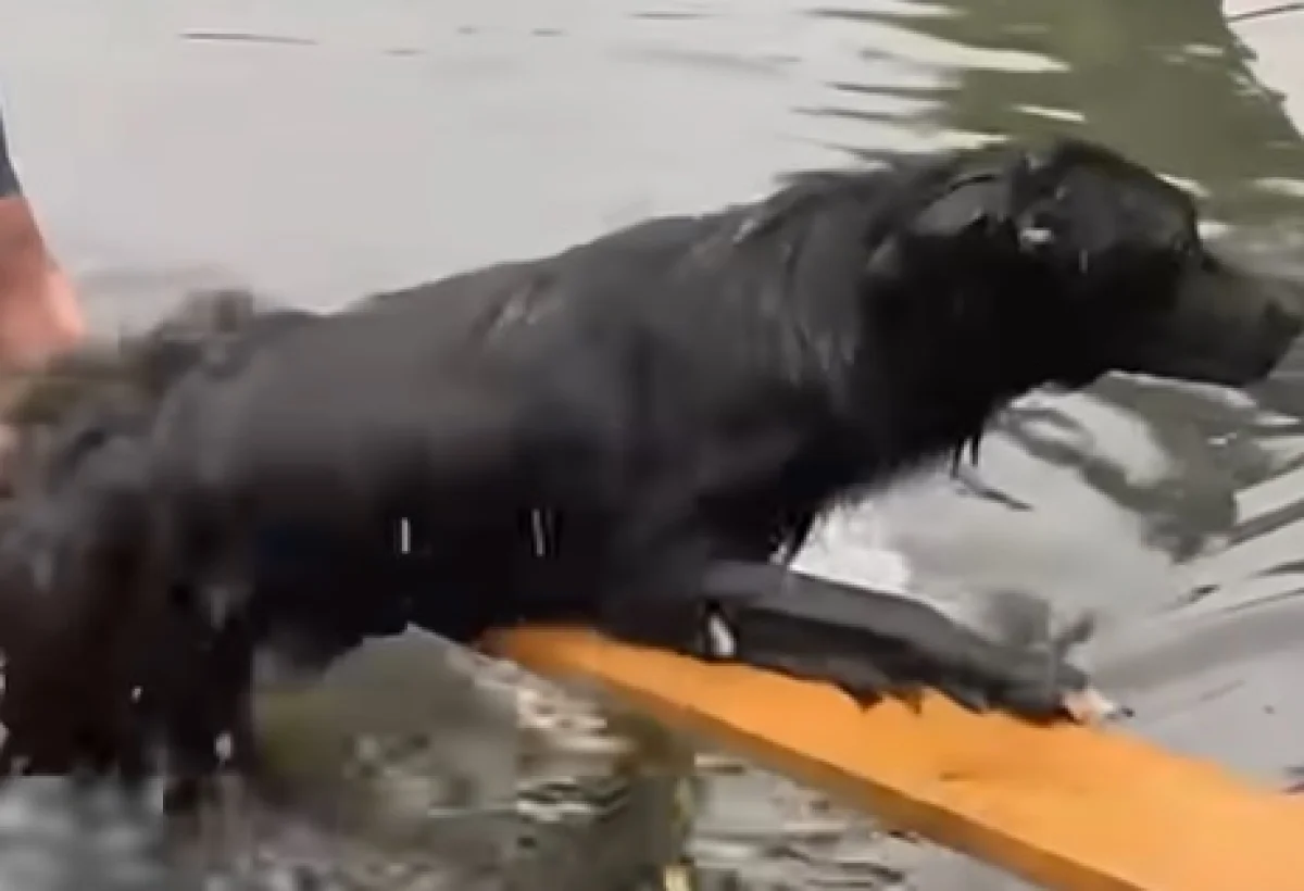 кадр из видео