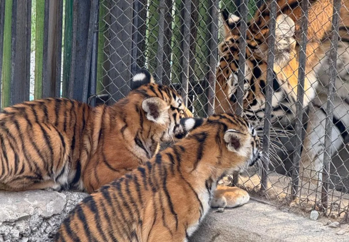 пресс-служба акима Алматы