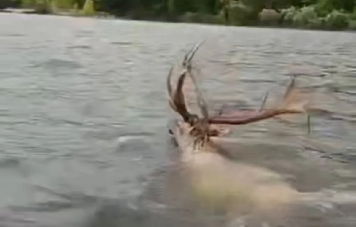 Кадр из видео: Telegram/112 KZ