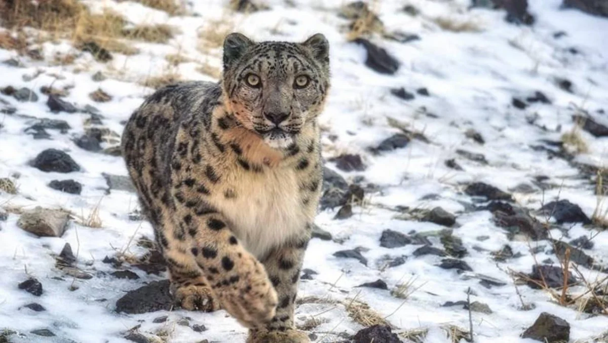 Қазақстан Республикасы Экология және табиғи ресурстар министрлігі Орман шаруашылығы және жануарлар дүниесі комитеті