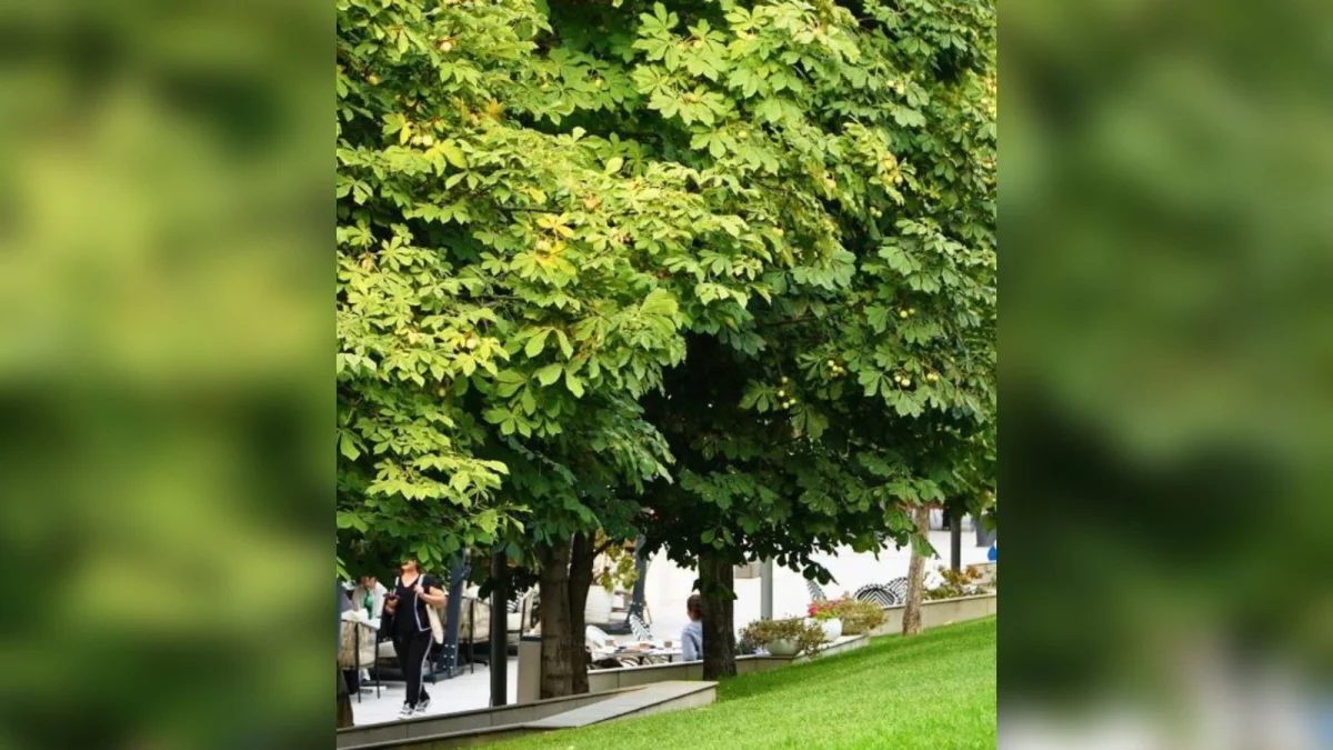 Қала әкімдігінің баспасөз қызметі