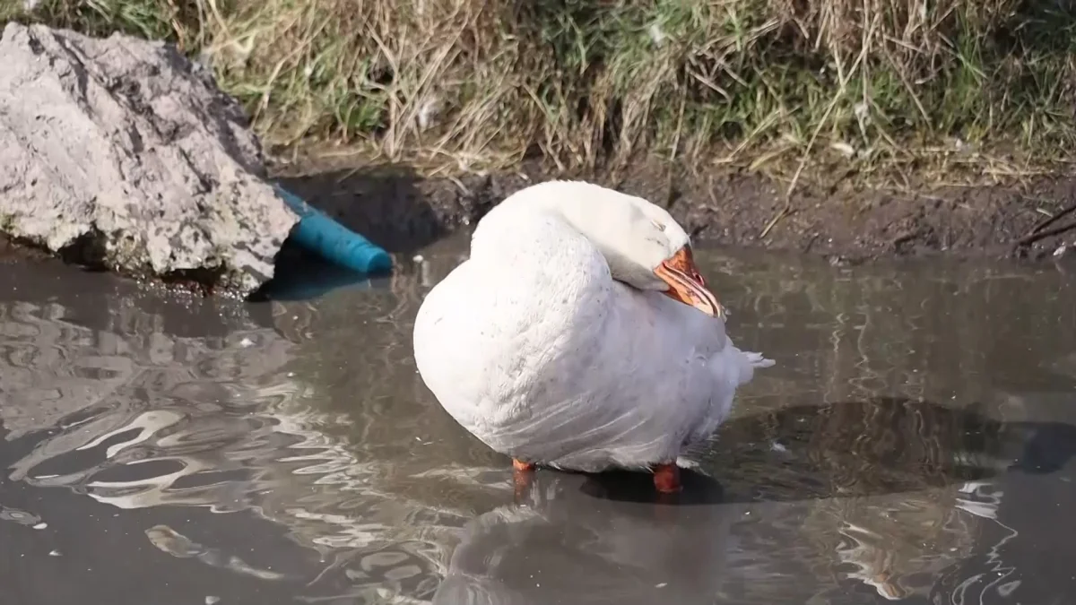 Үстел үстіндегі қызды сиқырлау