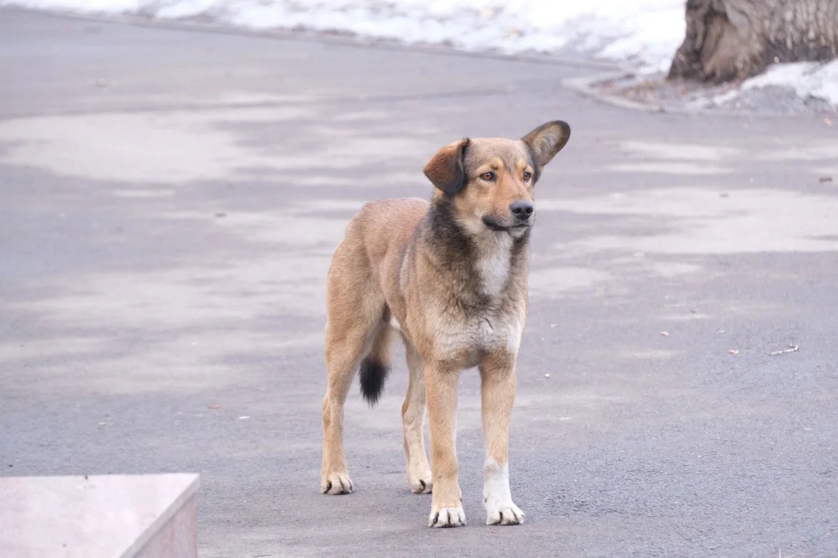 Қала әкімдігінің баспасөз қызметі