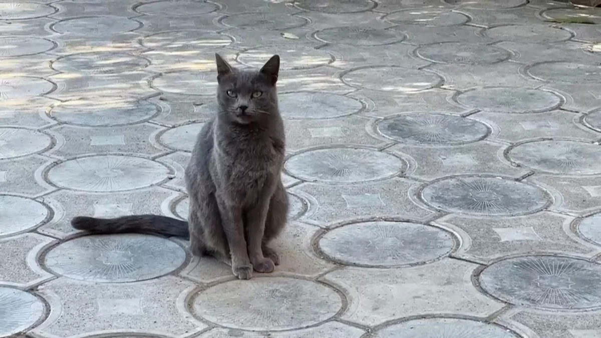 Әйел ұрығы туралы жеке бейне