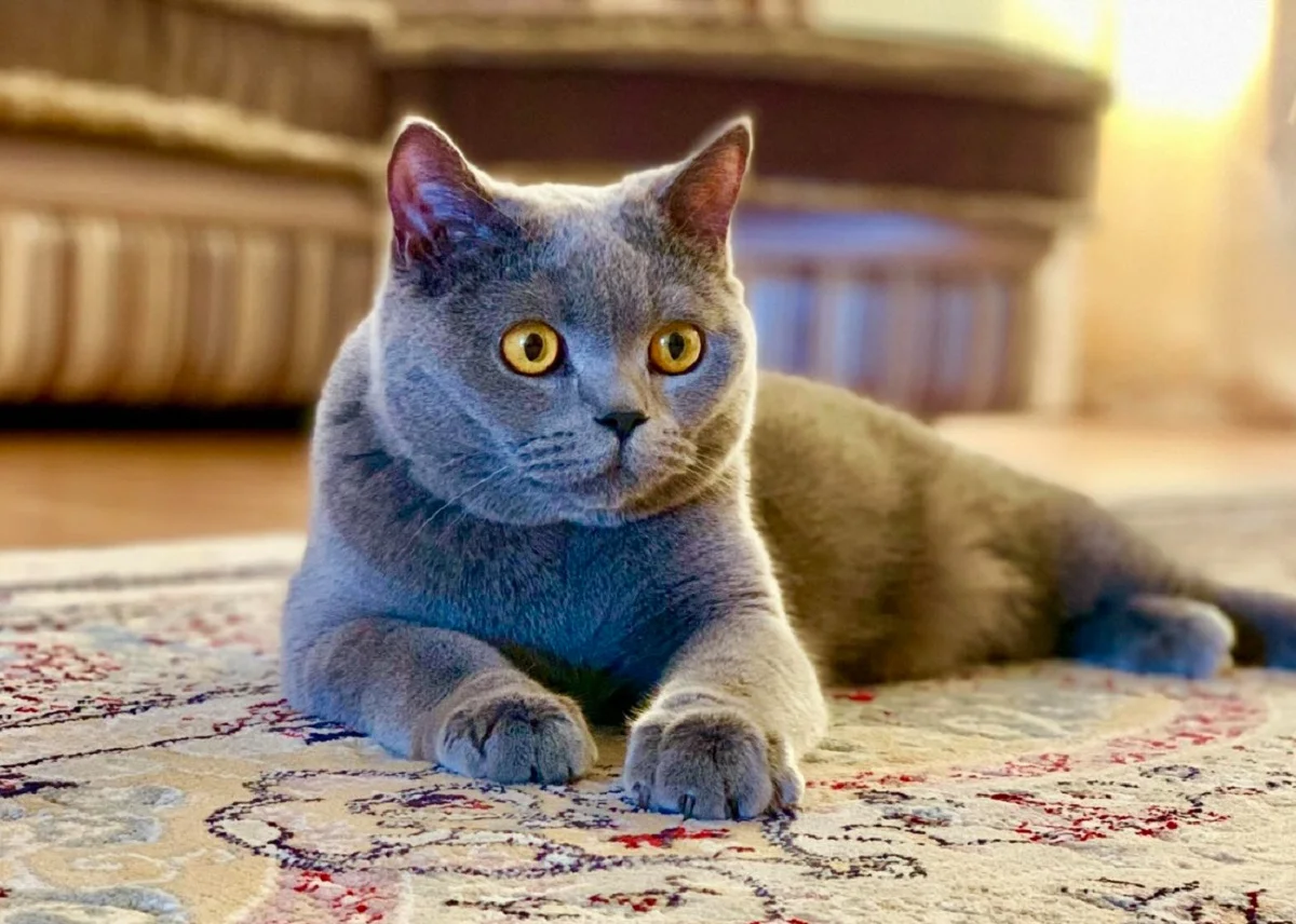 жеке парақшасынан алынды