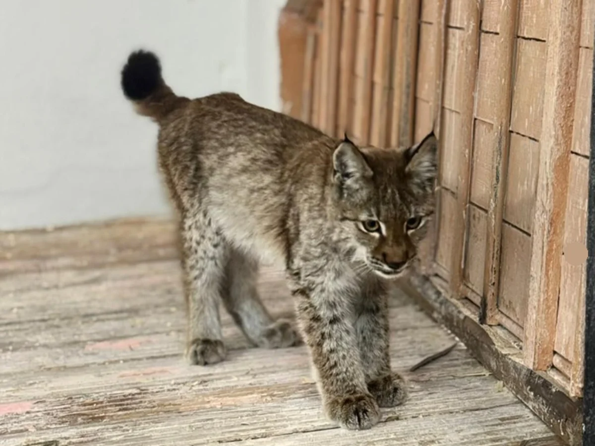 Фото: ГЛПР «Семей орманы»