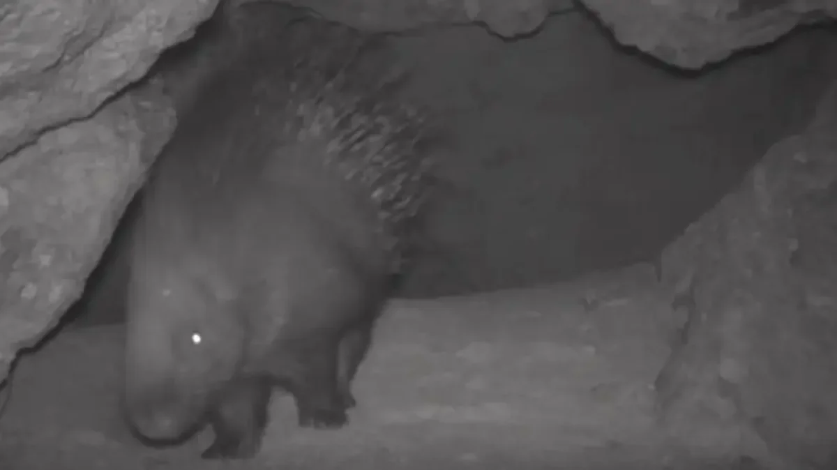 Көптеген адамдар жыныстық қатынас денсаулыққа пайдалы деп санайды.