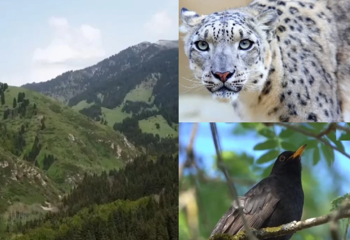 Видеодан кадр