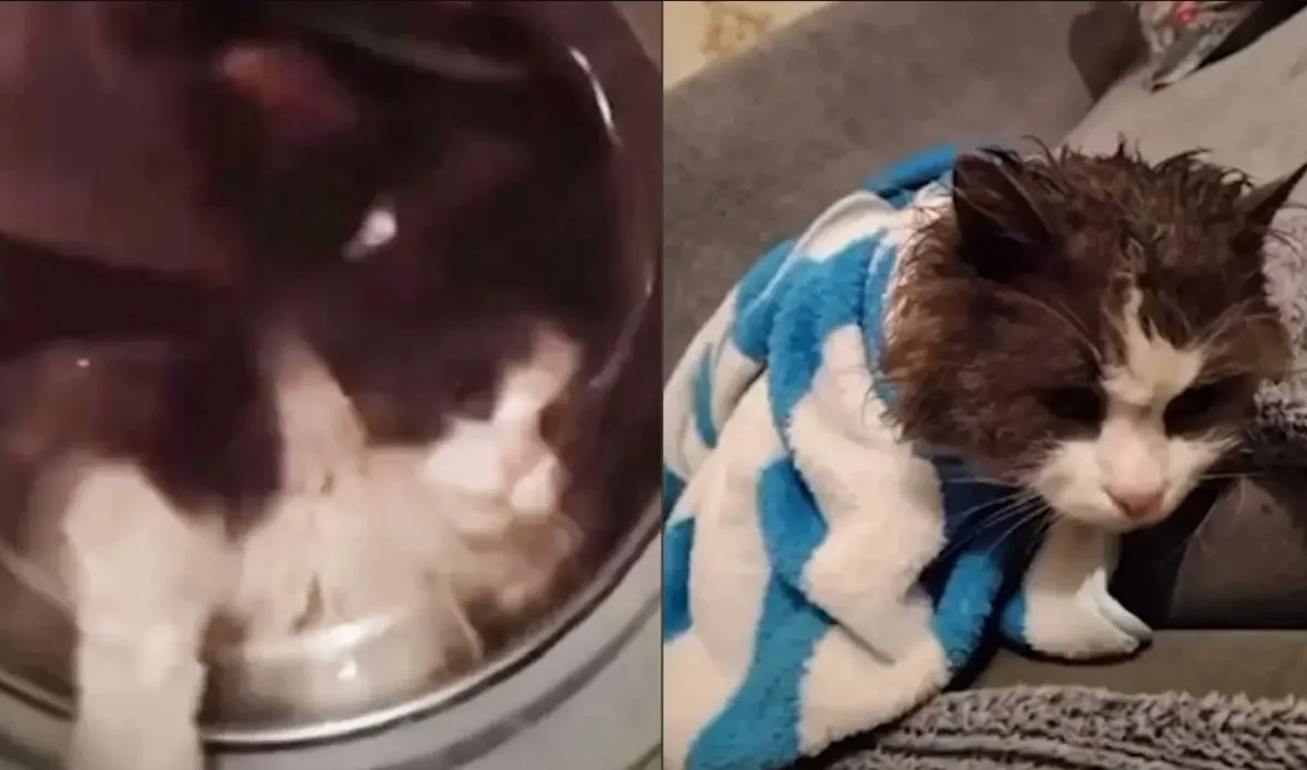 Фото видеодан алынды