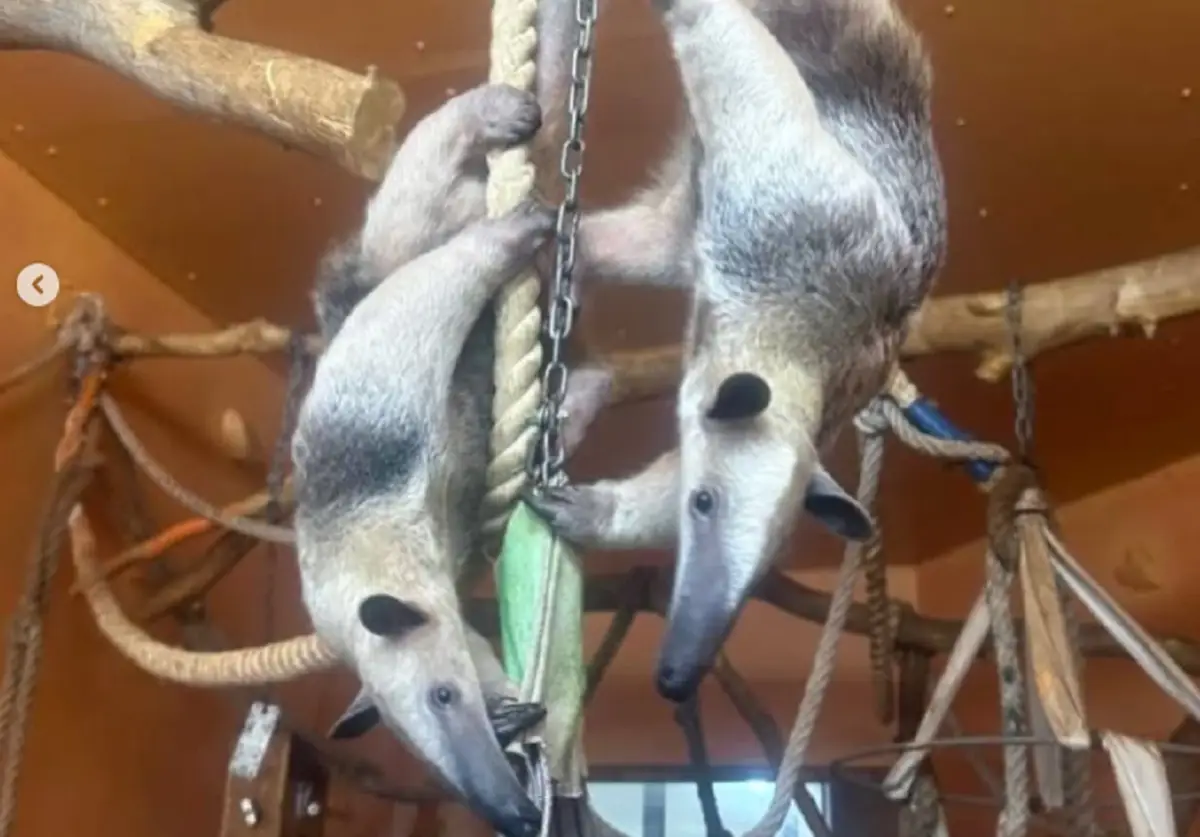 almatyzoo