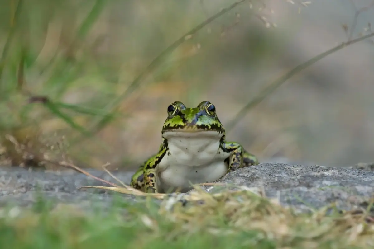 Depositphotos.com