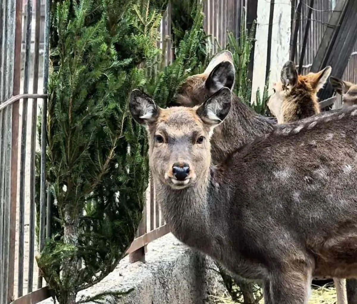 пресс-служба акима Алматы