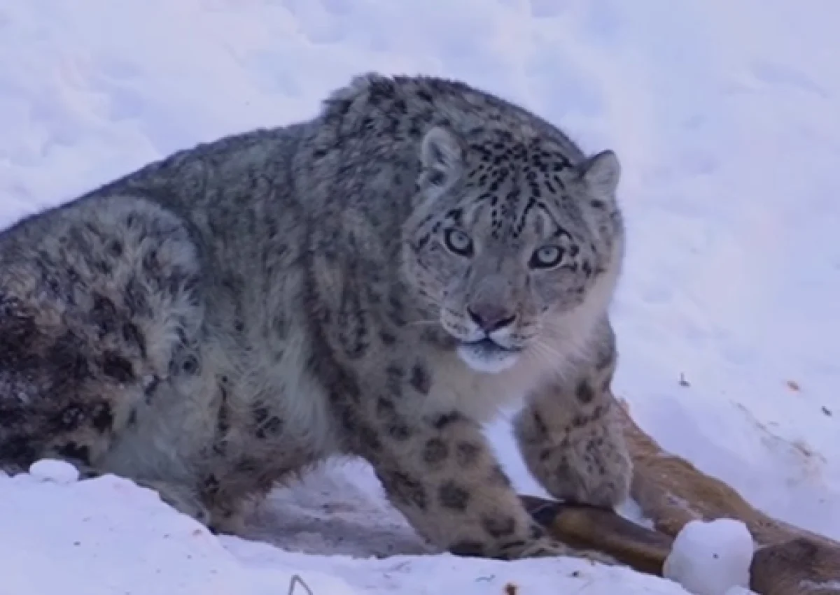 Кадр из видео