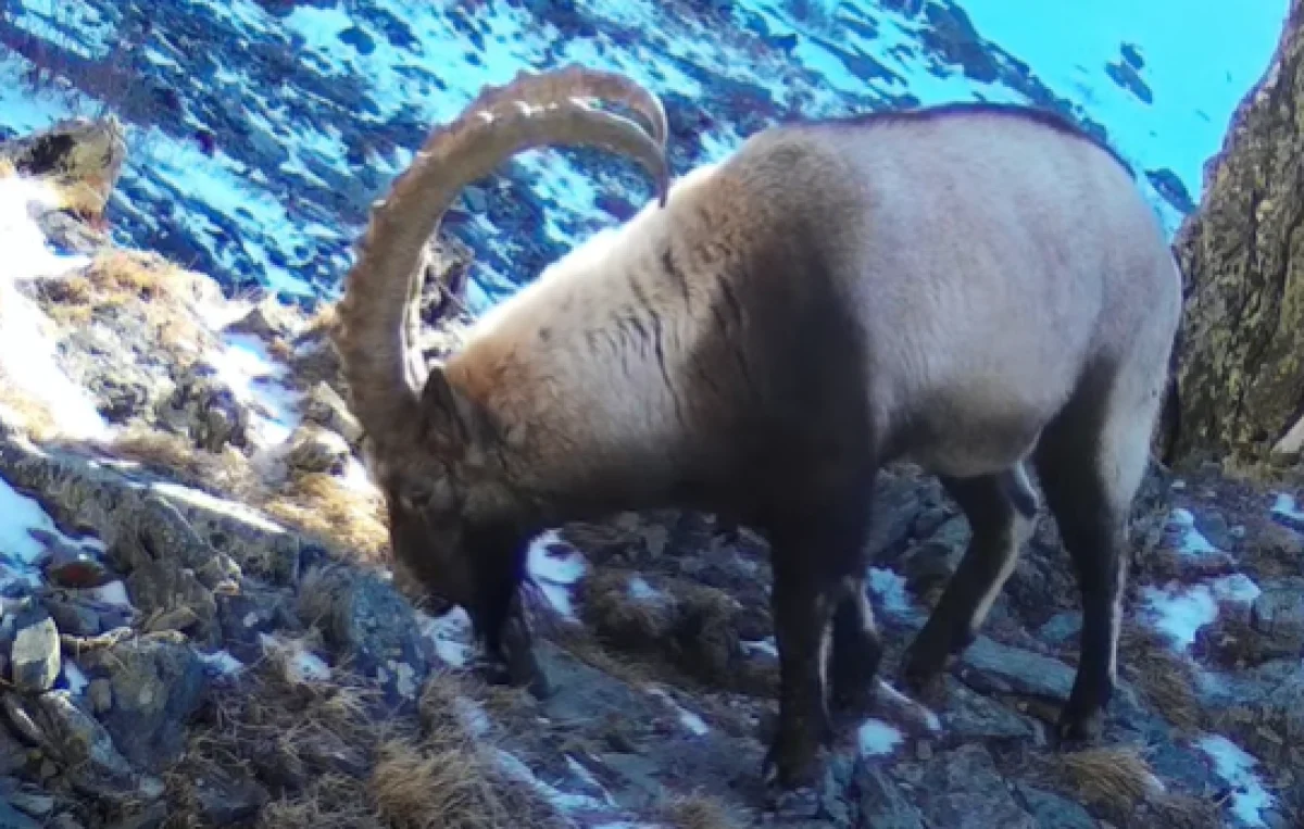 Кадр из видео