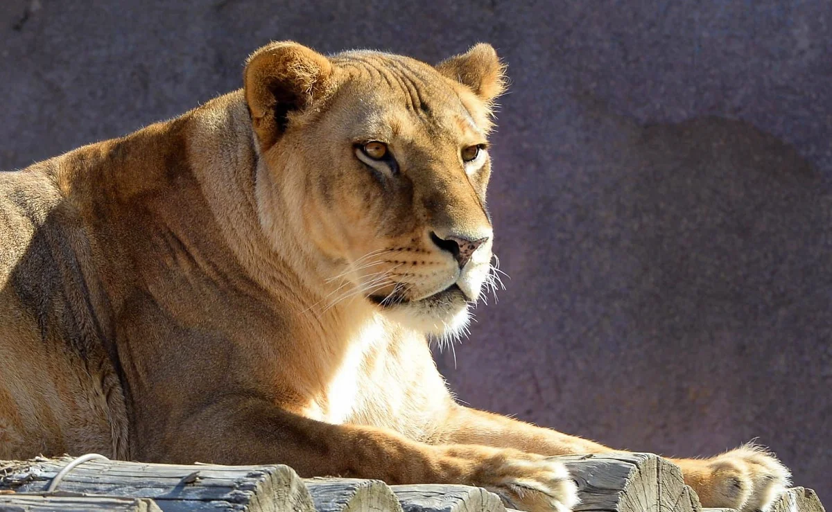 Алматы қаласы әкімдігінің баспасөз қызметі