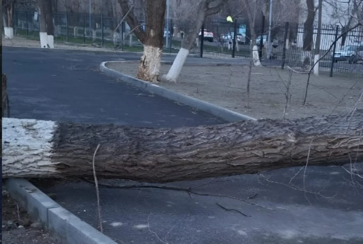 Фото: instagram.com/taraz.akimdigi