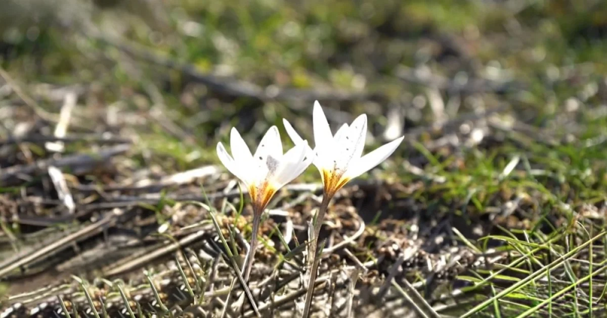 Кадр из видео