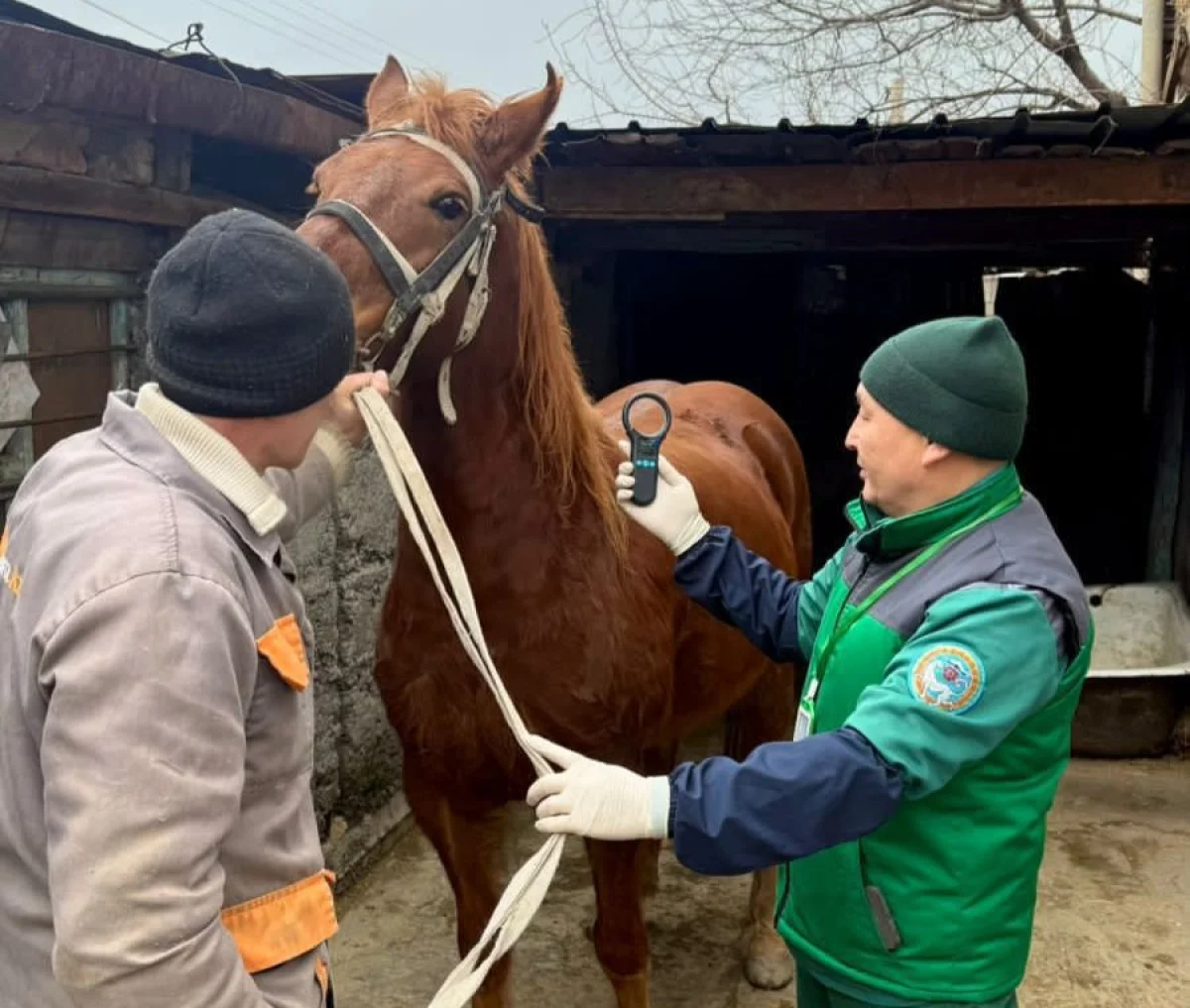 пресс-служба акима Алматы