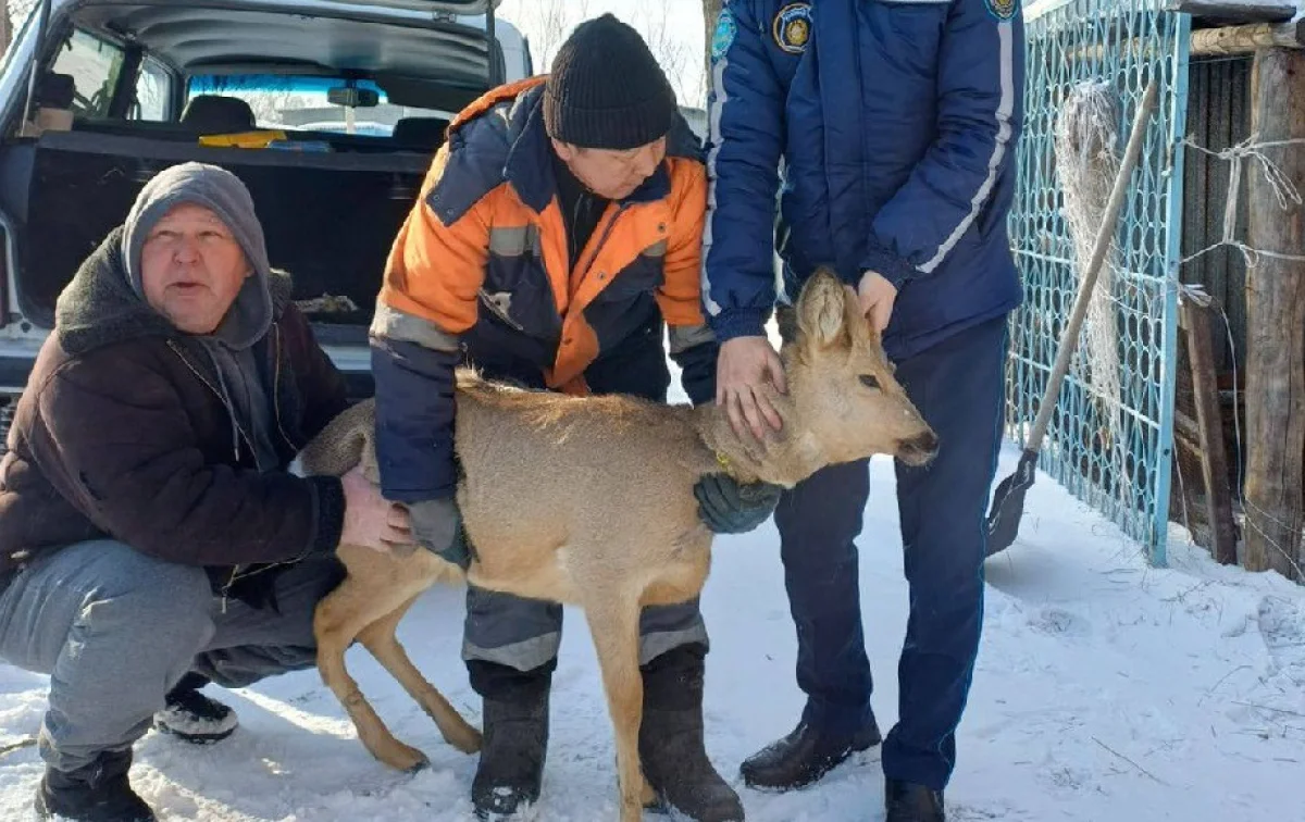ДП области Абай
