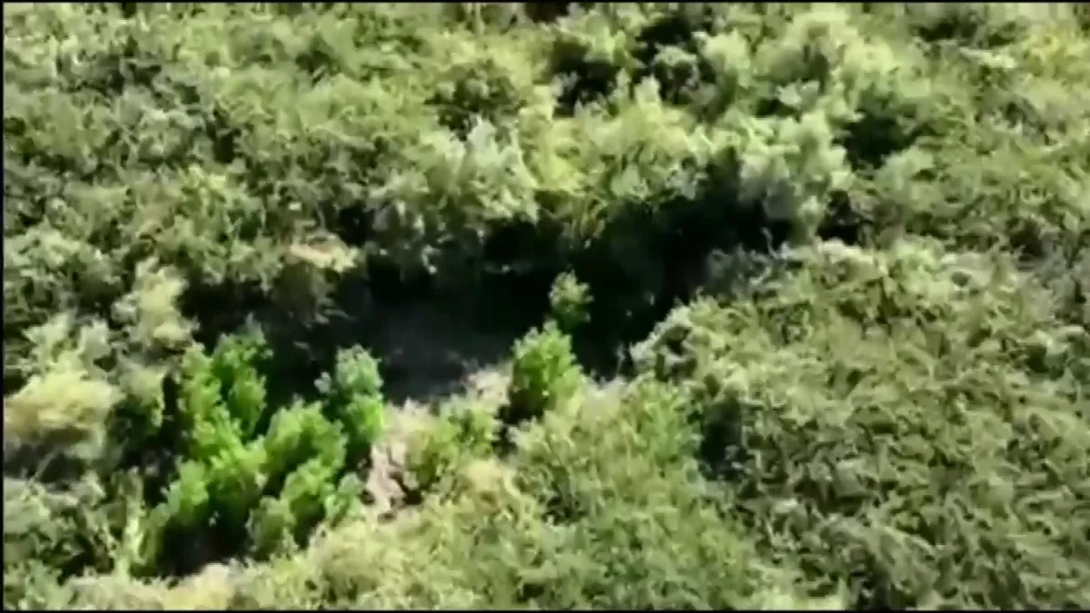 Almaty.tv (мұрағат)