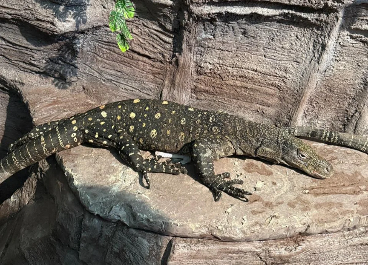 пресс-служба акима Алматы