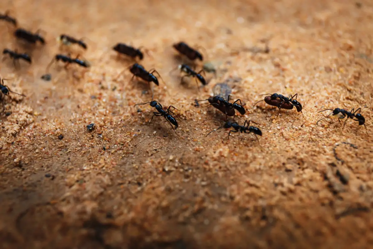 Depositphotos