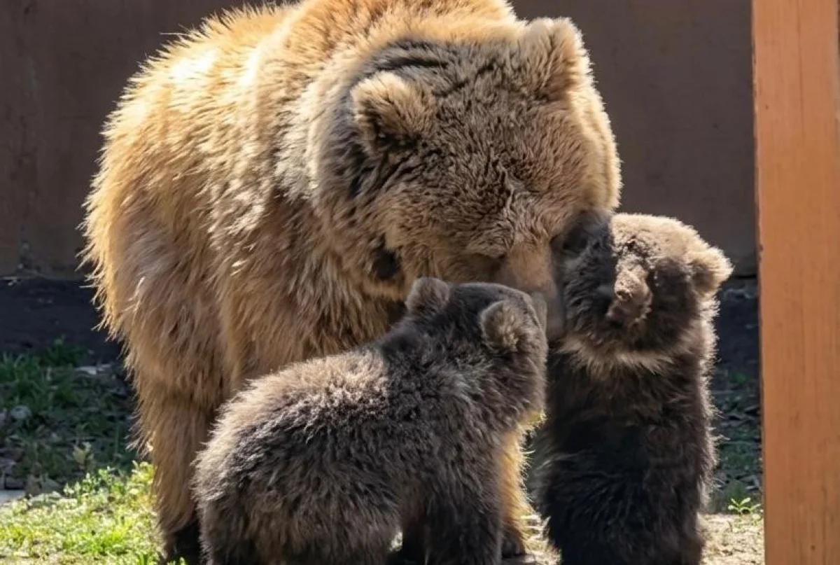 пресс-служба акима Алматы