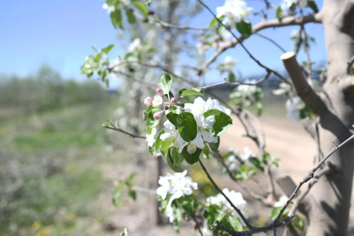 Алматы облысы әкімдігнің баспасөз қызметі