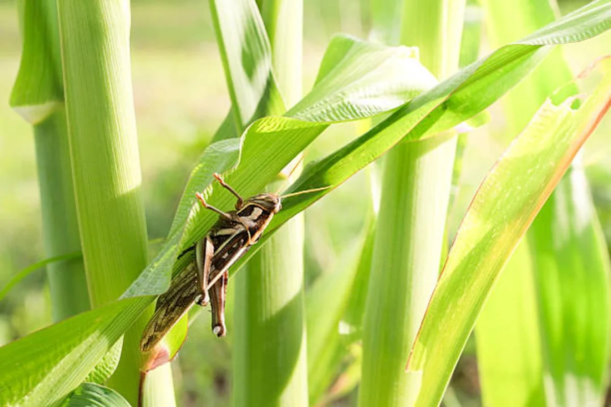 Алматы облысы әкімдігнің баспасөз қызметі
