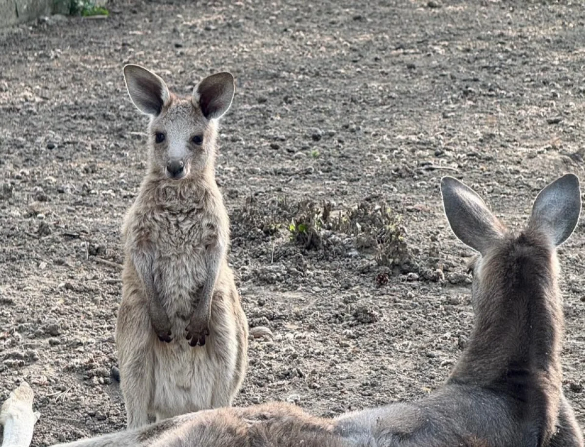 пресс-служба акима Алматы