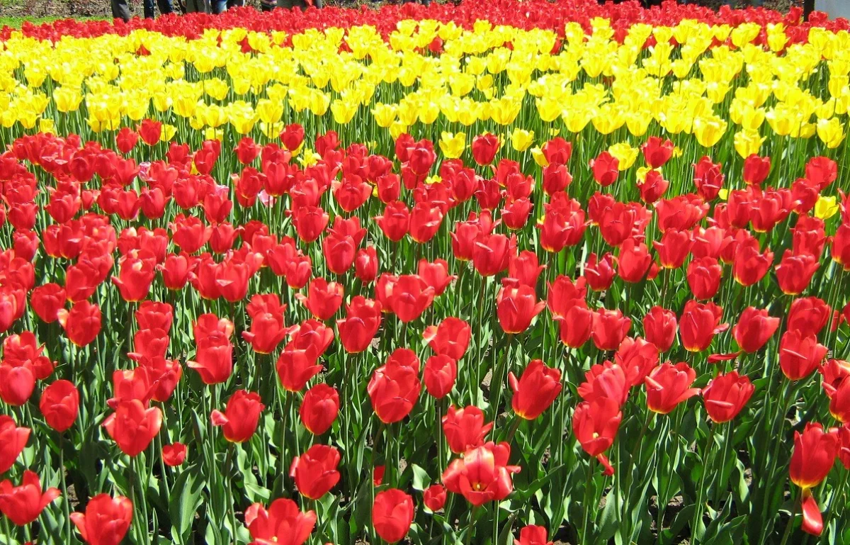 фото Victor Glutsenko