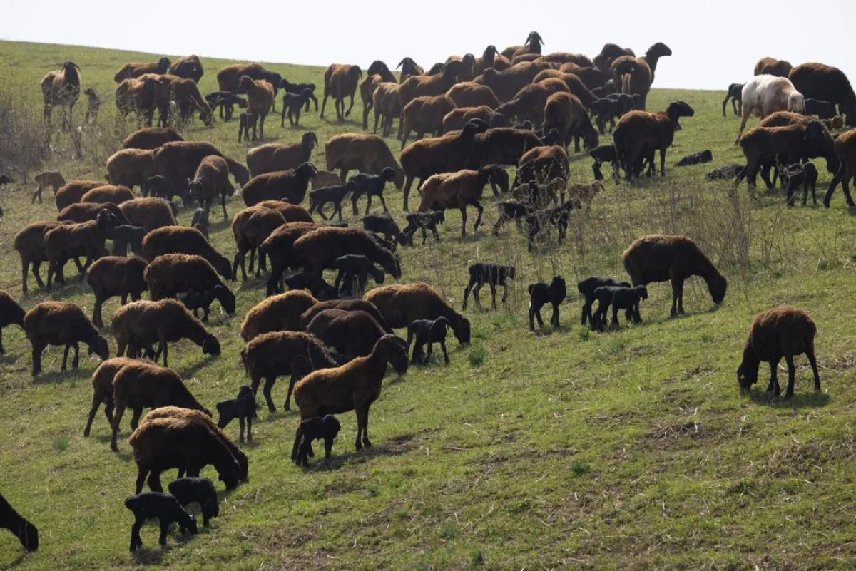 Алматы облысы әкімдігнің баспасөз қызметі