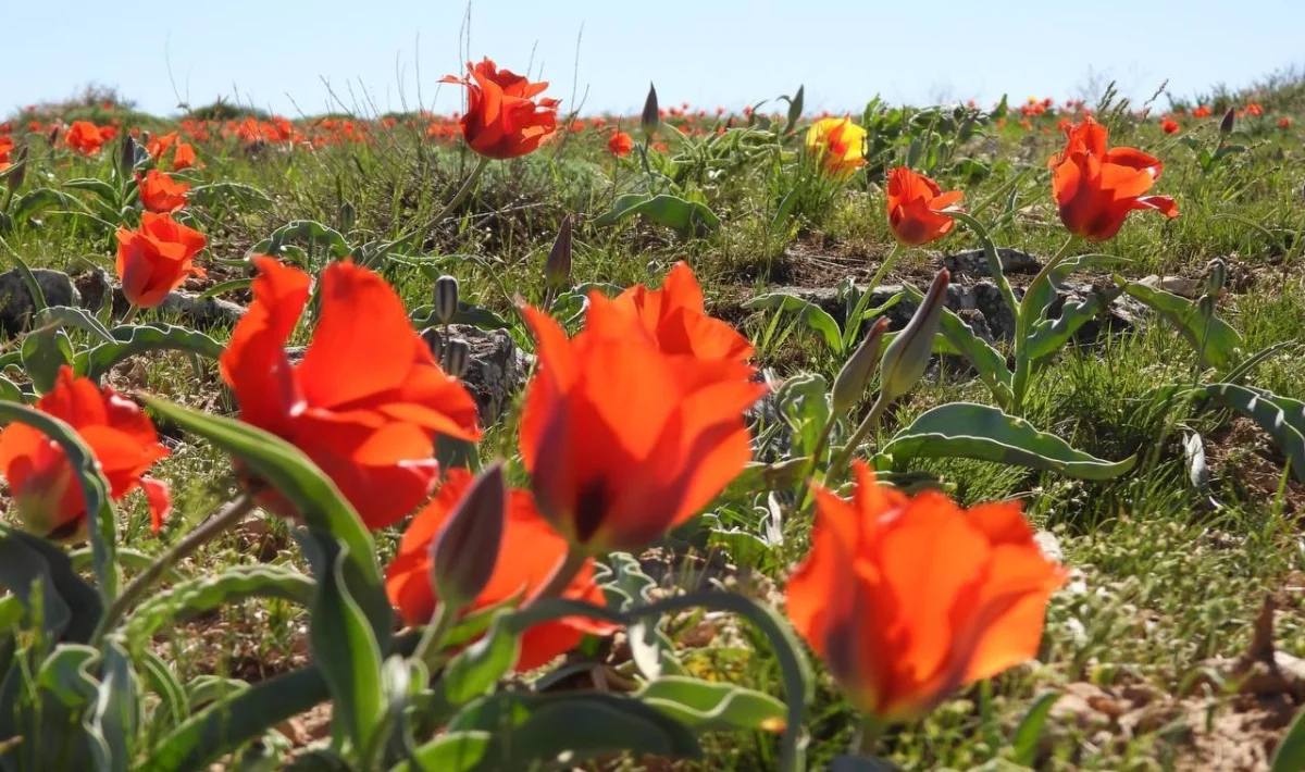 Түркістан облысы әкімдігінің баспасөз қазметі