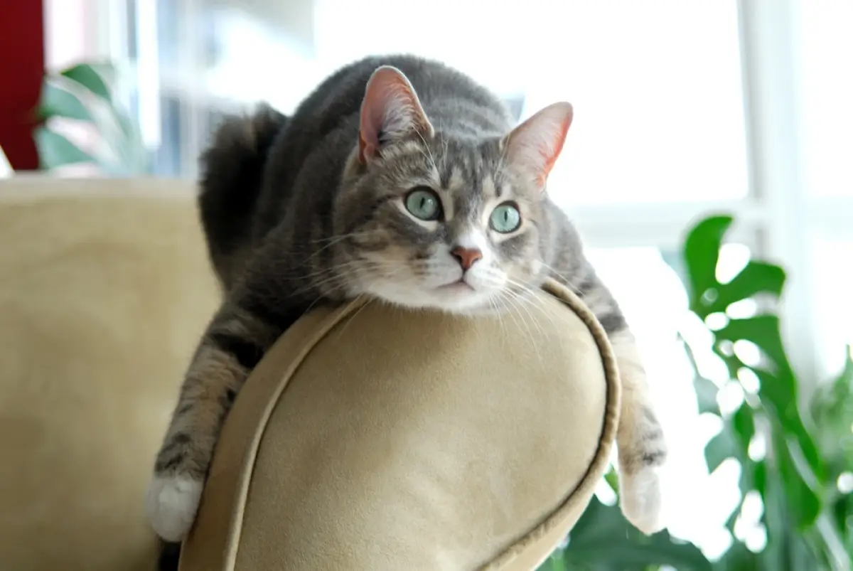 Depositphotos.com