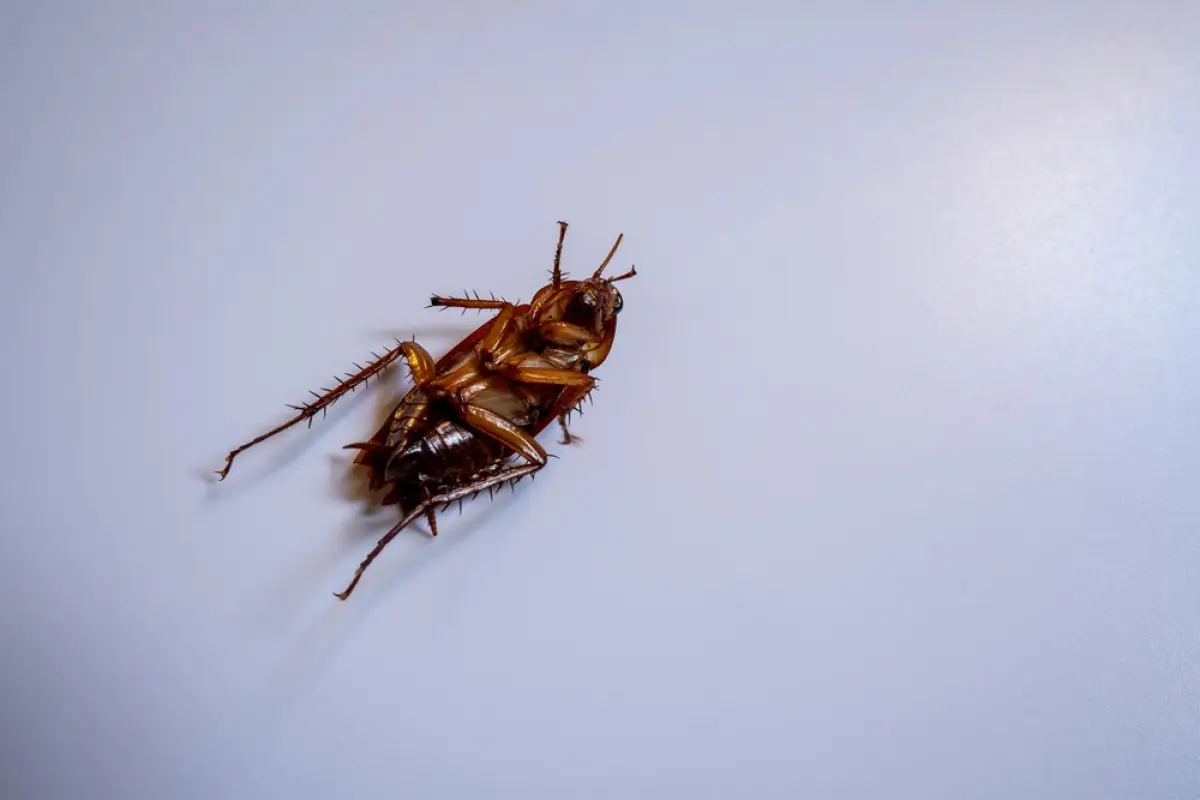 Depositphotos.com