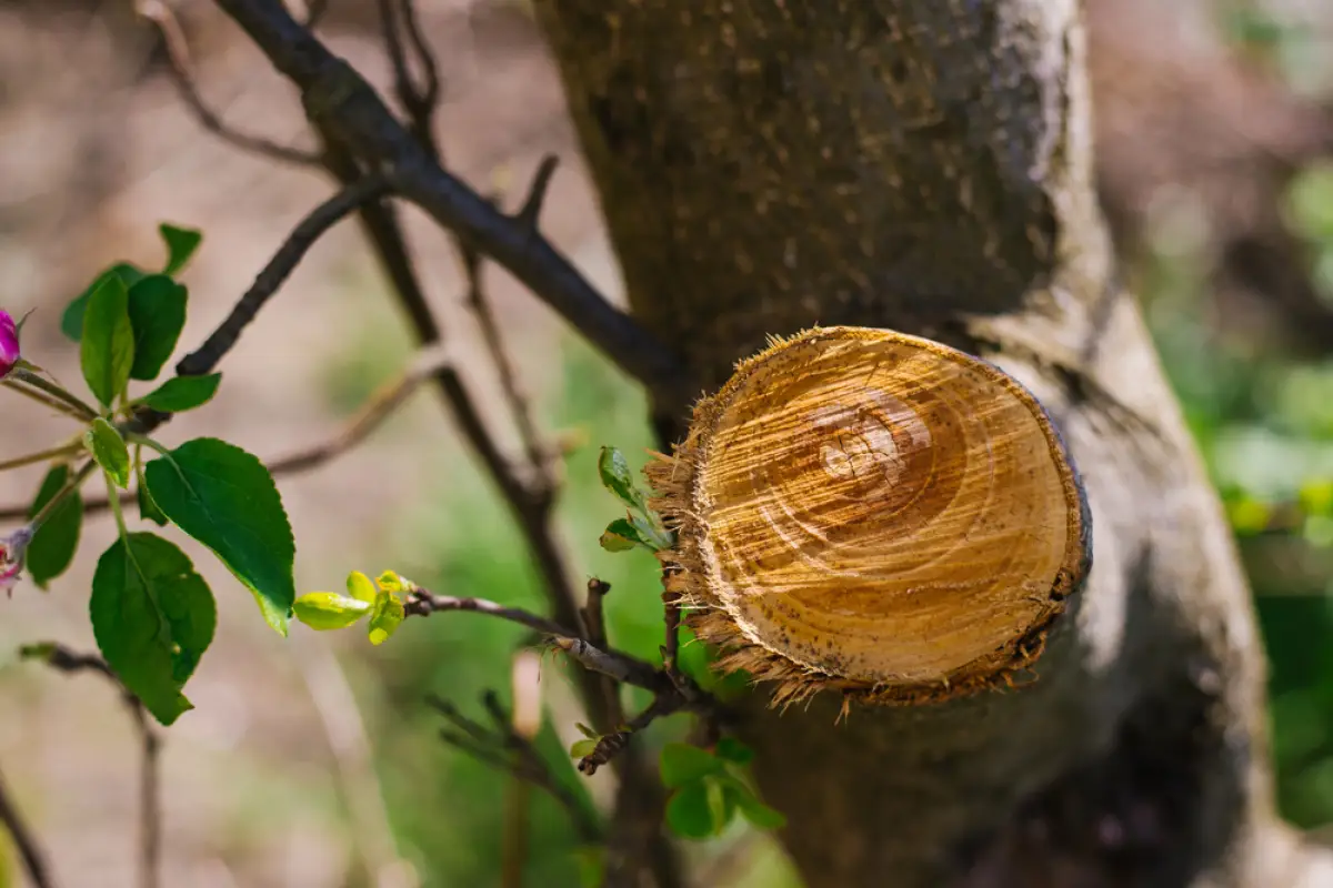 Depositphotos