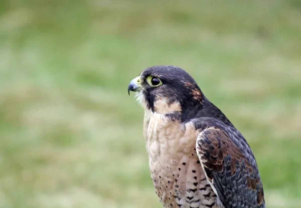 Depositphotos.com