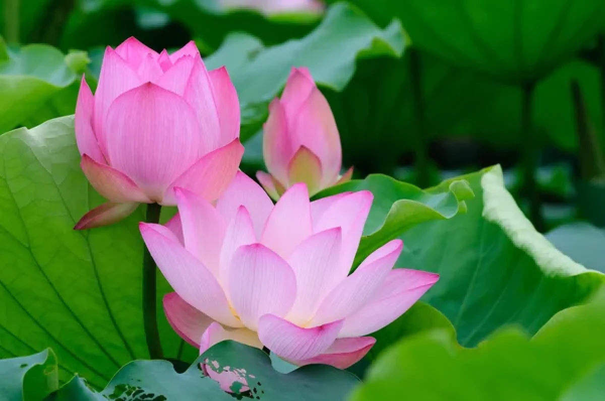 Depositphotos.com