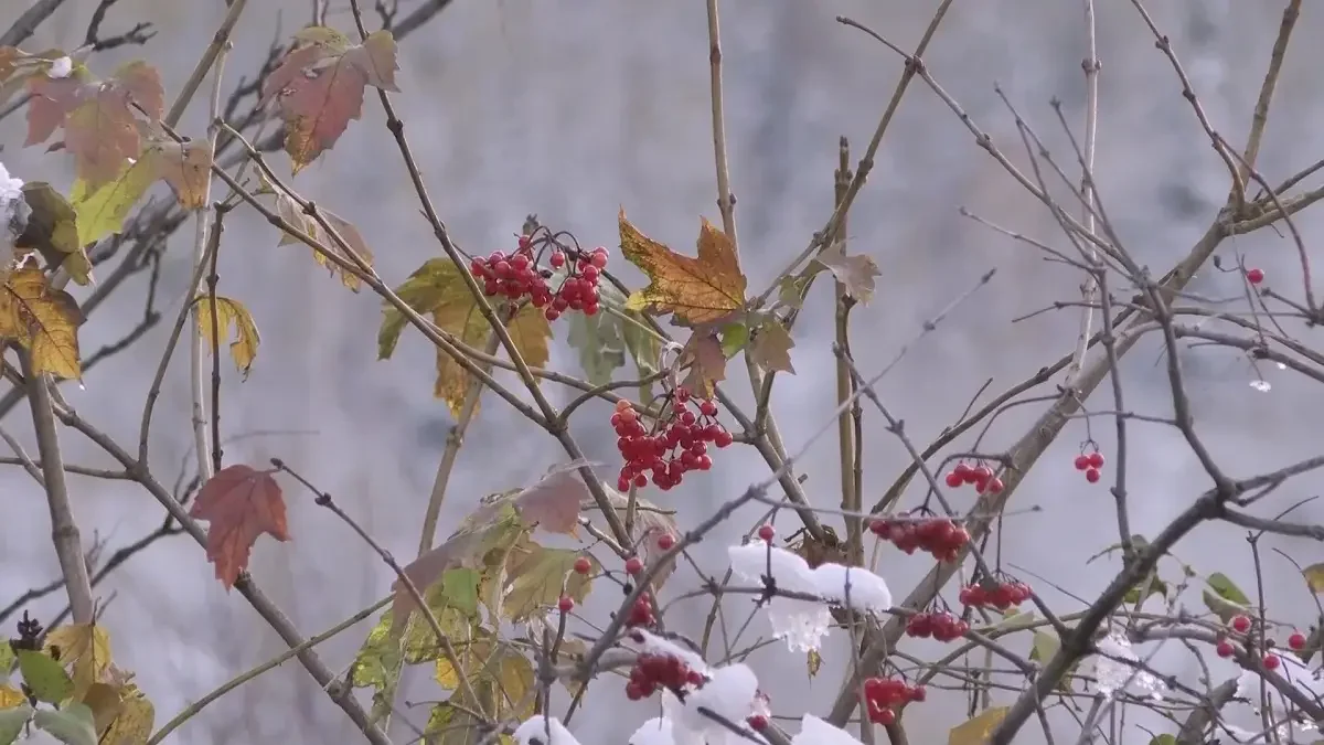 Almaty.tv