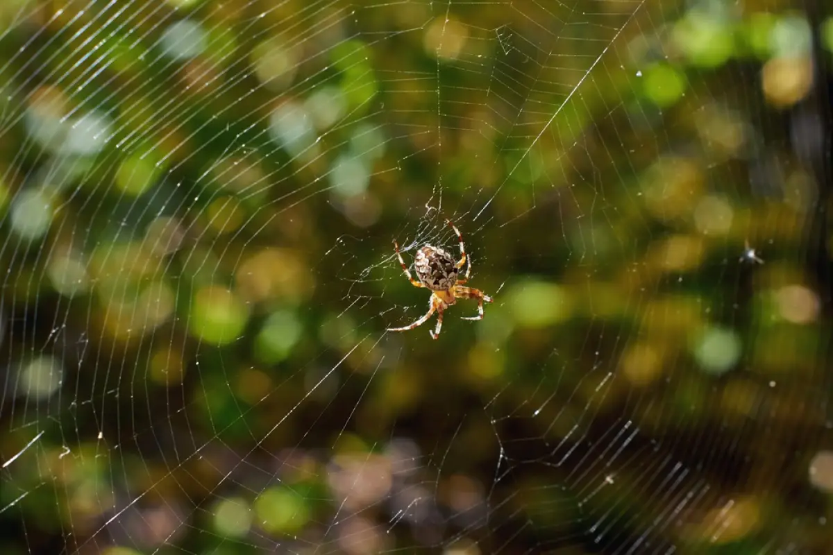 Depositphotos.com
