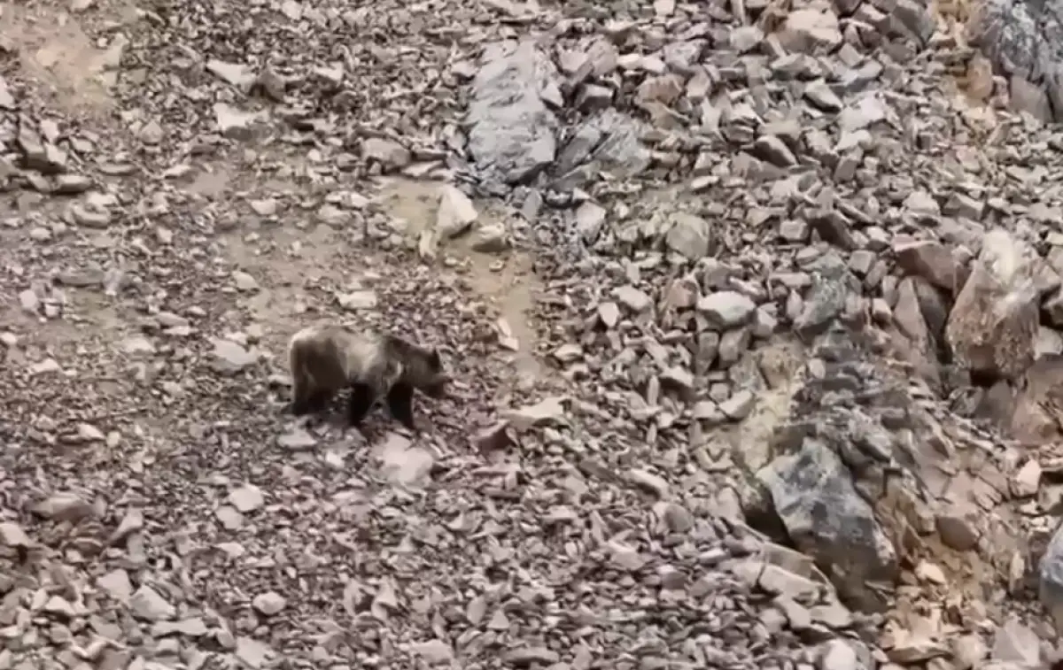 Видеодан кадр / t.me/EcologyofQazaqstan