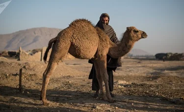 Почти полсотни афганцев пытались нелегально получить статус оралманов 