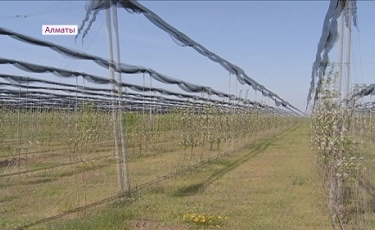 Ең дәмді алма Алматы облысында өсіріледі