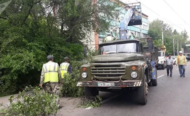 В Алматы дерево рухнуло на прохожего и придавило автомобиль 