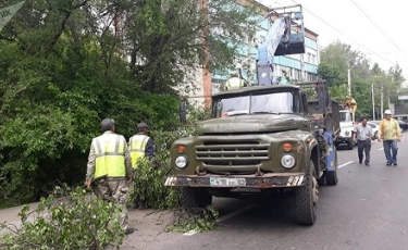 В Алматы дерево рухнуло на прохожего и придавило автомобиль 
