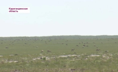  Охотинспекторы запретили иностранцам перевезти партию сайгаков в Алматинскую область 