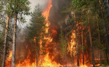 Елімізде жыл басынан бері 70-тен аса орман өрті тіркелген