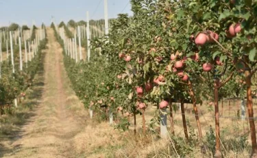 ОҚО-дан Қытайға экспортталатын ауыл шаруашылығы өнімінің көлемі артады