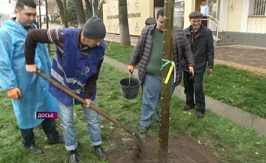 Благоустройство: до конца года в Алматы высадят более 30 тысяч деревьев