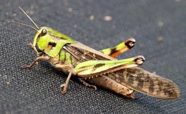 В Алматы начинают борьбу с саранчой
